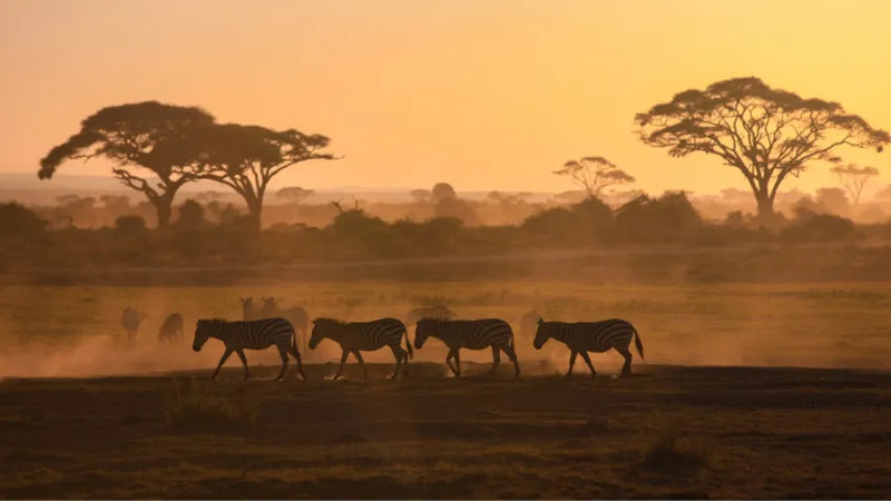 Africa